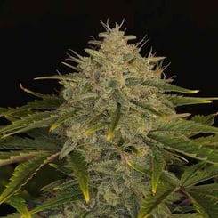 Close-up of an Ogreberry Auto cannabis plant with dense, frosty buds and serrated leaves against a black background.