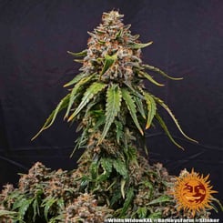 Barney's Farm White Widow XXL