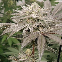 Close-up of a mature Aqua Verde (F) cannabis plant with dense, frosty buds and long, serrated leaves in an indoor grow setting.