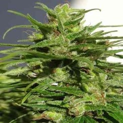 Ace Seeds Ethiopian Reg