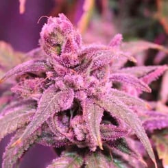 Purple Caper Seeds Forbidden Skunk