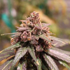 Purple Caper Seeds Grand Caper CBD