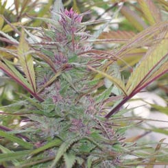 Green Mountain Seeds Purple Satellite