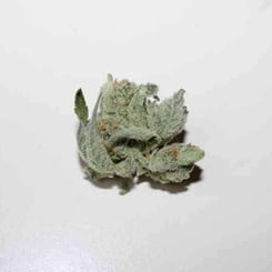 Purple Caper Seeds Alpha Skunk Cheese Phenotype