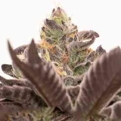 Close-up of a Grandaddy Purple Auto showing green and purple leaves with trichomes, under bright light.