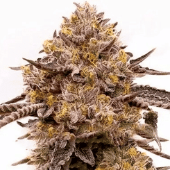 A close-up of a Purple Haze (F) cannabis bud covered in trichomes against a white background, highlighting its dense structure and intricate details of the leaves.