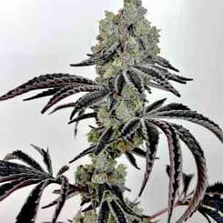 Close-up of a Lazer Fuel (F) cannabis plant with dense, frosty buds and narrow, serrated leaves, set against a plain white background.