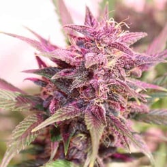 purple caper seeds purple skunk