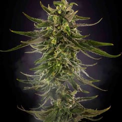 Purple Caper Seeds Alpha Skunk Burnt Rubber