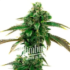 Blimburn Seeds Blue Head Band Auto