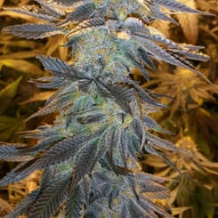 Purple Caper Seeds Chocolate Skunk