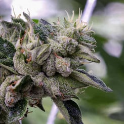 Purple Caper Seeds Jealous Skunk