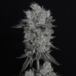 Close-up of a mature cannabis plant with dense, frosty buds against a black background. The trichomes give the buds a crystalline appearance, reminiscent of the DISCONTINUED Tiki Tom (F) strain's legendary sparkle.