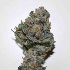 Purple Caper Skunk Cake