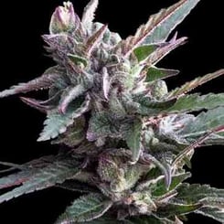 Ace Seeds Thai Chi