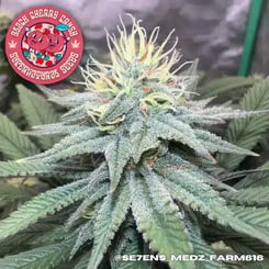 Super Natural Seeds Black Cherry Crush