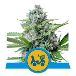 Royal Queen Seeds Fast Eddy CBD Auto