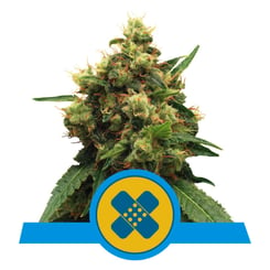 Royal Queen Seeds Painkiller XL