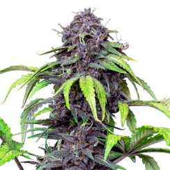 Royal Queen Seeds Purplematic CBD Auto