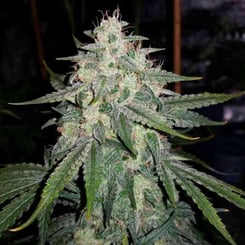 Mephisto Genetics 4 assed monkey