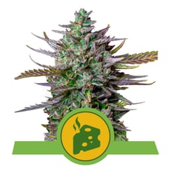 Royal Queen Seeds Blue Cheese Auto