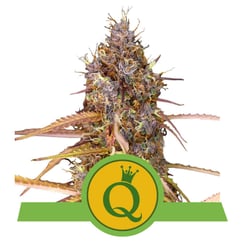 Royal Queen Seeds Purple Queen Auto