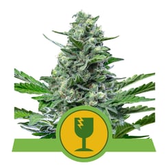 Royal Queen Seeds Royal Critical Auto