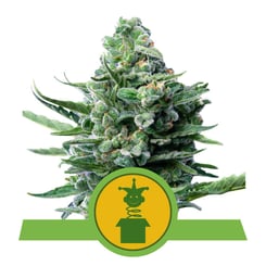 Royal Queen Seeds Royal Jack Auto