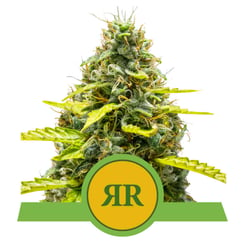 Royal Queen Seeds Royal Runtz Auto