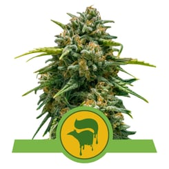 Royal Queen Seeds Sweet Skunk Auto