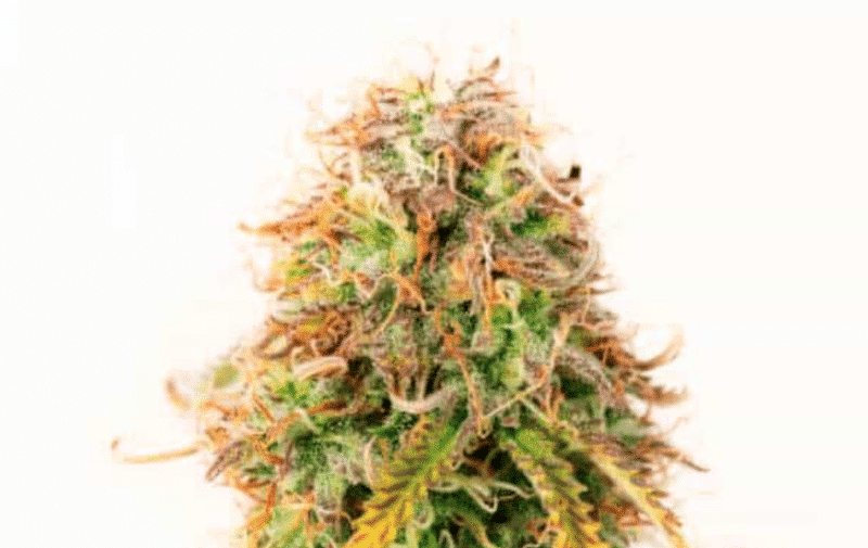 Cbd northern lights auto north atlantic seed co 