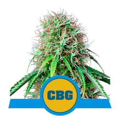 Royal Queen Seeds Royal CBG Auto