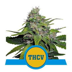 Royal Queen Seeds Royal THCV