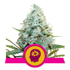 Royal Queen Seeds AMG - Amnesia Mac Ganja