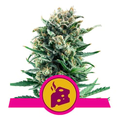 Royal Queen Seeds Blue Cheese