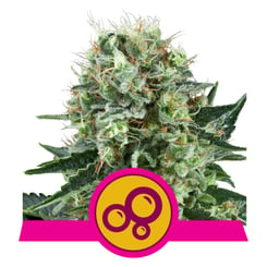 Royal Queen Seeds Bubble Kush Fem