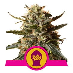 Royal Queen Seeds Bubblegum XL Fem