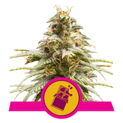 Royal Queen Seeds Chocolate Haze