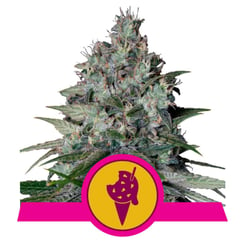 Royal Queen Seeds Cookies Gelato Fem