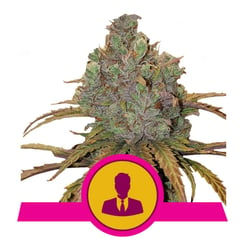 Royal Queen Seeds El Patron