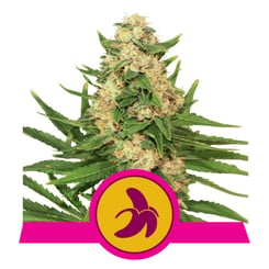 Royal Queen Seeds Fat Banana Fem