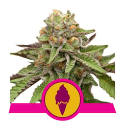 Royal Queen Seeds Green Gelato Fem