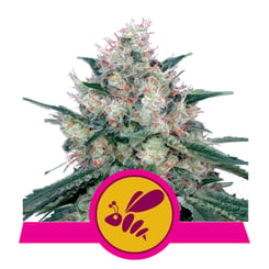 Royal Queen Seeds Honey Cream FAST