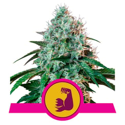 Royal Queen Seeds Hulkberry Fem