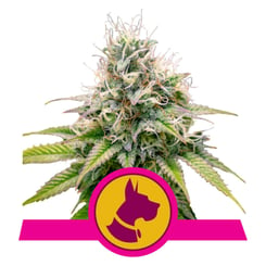 Royal Queen Seeds Kali Dog