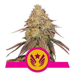 Royal Queen Seeds Legendary OG Punch Fem