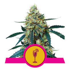 Royal Queen Seeds Mimosa Fem