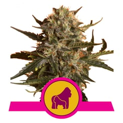 Royal Queen Seeds Mother Gorilla