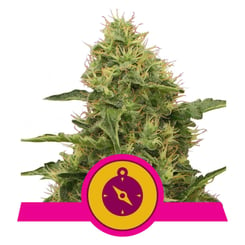 Royal Queen Seeds Northern Light