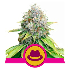 Royal Queen Seeds O.G. Kush